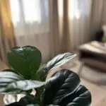 Mieszkanie do wynajęcia w Pszczynie, Kawalerka, WZ-6